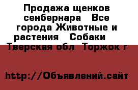 Продажа щенков сенбернара - Все города Животные и растения » Собаки   . Тверская обл.,Торжок г.